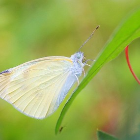 菜园里的昆虫世界