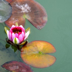 此花偏向深秋开
