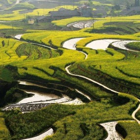 油菜花季--走近凤堰古梯田