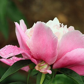 国色天香是皇后