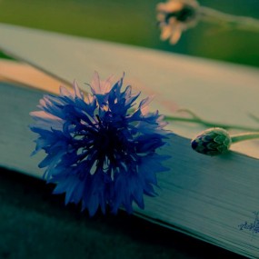 思想是开在生命裂缝里的花