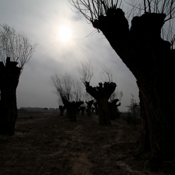 西安的怪树林（附有路线图）