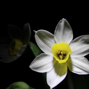 过年了，水仙花开了