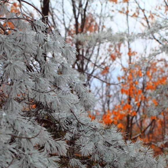 我的家乡沂蒙山——崮乡雪后雾凇