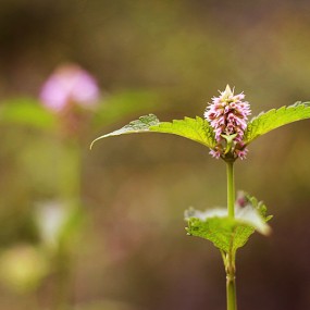 雨后的花花草草