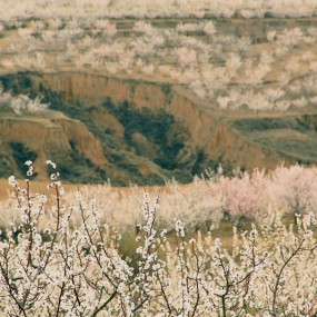 杏花绽放