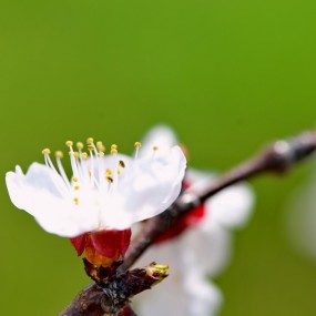 一组杏花，希望大家喜欢，也希望大师指点