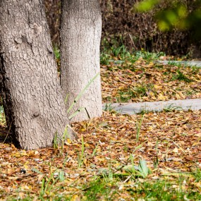 秋染黄叶满地红