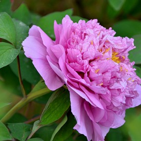 一组牡丹习拍。万像更新12,4，09