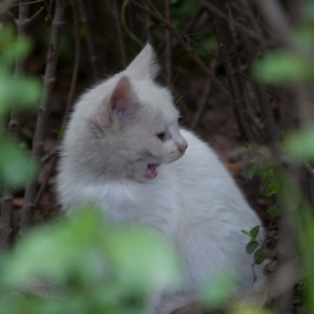 偶遇可爱流浪猫