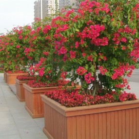 西安市政协门前的三角梅