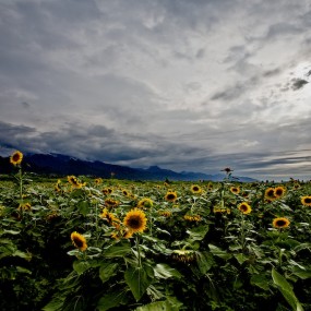 白鹿原（六）浮云花开