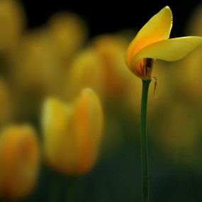 兴庆公园拍花卉