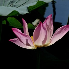 佛性禅韵圣洁之花-莲