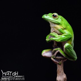 中华大泛树蛙·绿妖