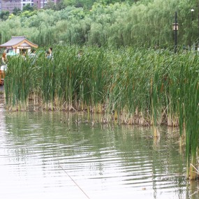 南湖的芦苇荡