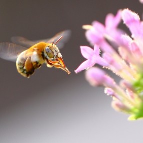 勤劳者蜜蜂_航海王基德