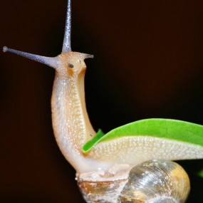 微距拍~~~蜗牛~~~