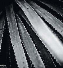 巴洛克风格植物