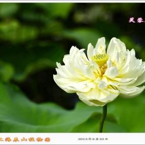 言笑风雨花有情