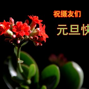 我家的长寿花又开了【祝摄友们元旦快乐】