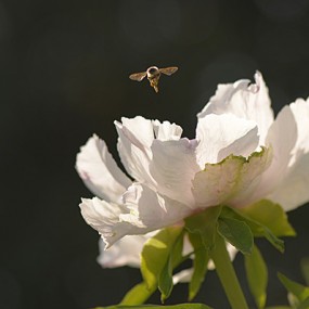 牡丹与蜜蜂