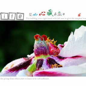 私房牡丹（微 距）