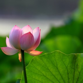 2012-06-21丰庆公园拍荷花