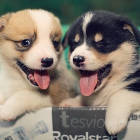 可爱的小狗狗们