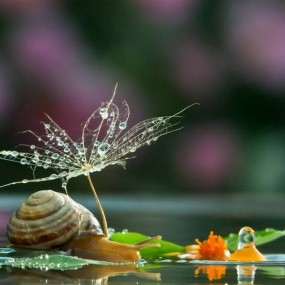 蜗牛先生和他的情人