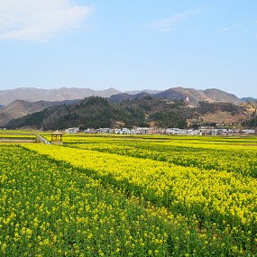 黎坝油菜花