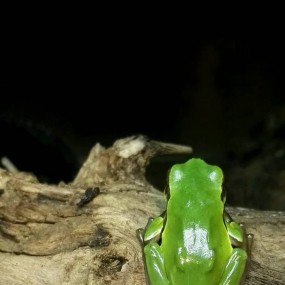 我用手机拍了一只树蛙，欢迎大家批评指点