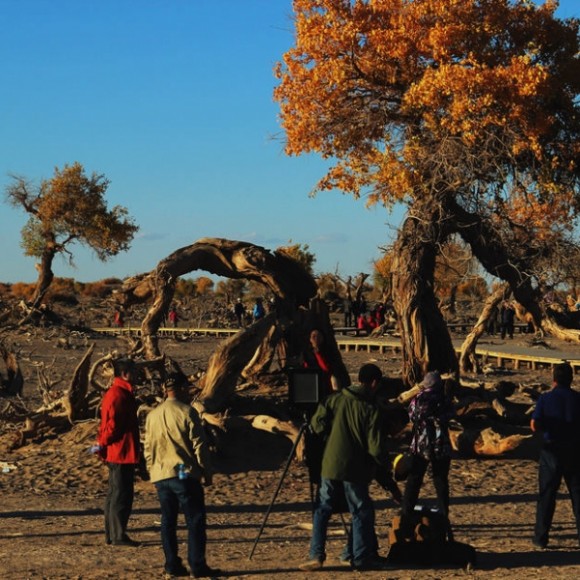 额济纳的怪树林