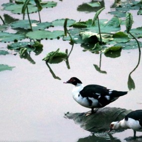 迷人的黄河滩莲池犹如“水彩画”