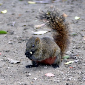 【精灵鼠小胖】