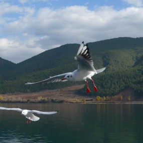 第一次拿我的小三卡片打鸟！