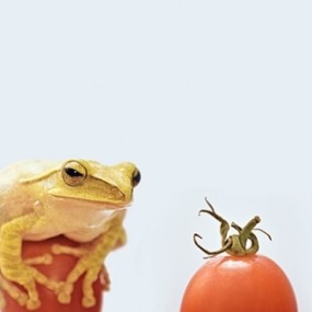 哥顿佛罗格牌番茄