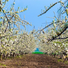 在那桃花盛开的地方