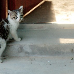 【不是宠物的猫】