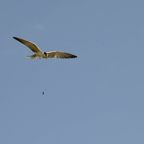甘南行--花湖中人鸟和谐