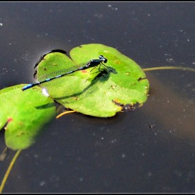 植物园里的花花草草