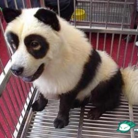 是熊猫吗？