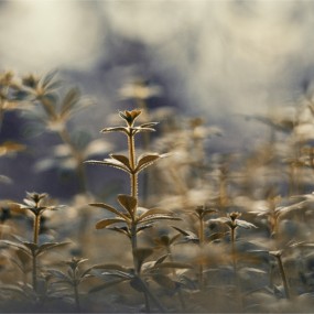 森林里的植物世界（8）