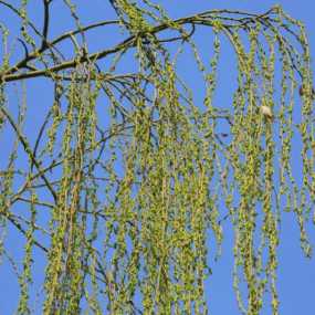 春风又绿柳枝头