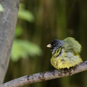 好鸟拍成了一只鸡（一）