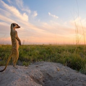 可爱的野生动物摄影作品