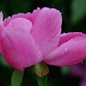 春雨中的芍药花。万像更新2012.5.2