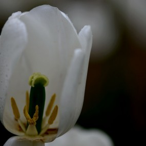 郁金香花蕊  三