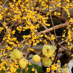 醉美腊梅-2015（2）