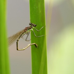 荷塘系列-豆娘续